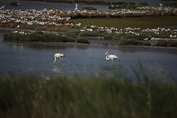 Camping Litorale Cavallino4